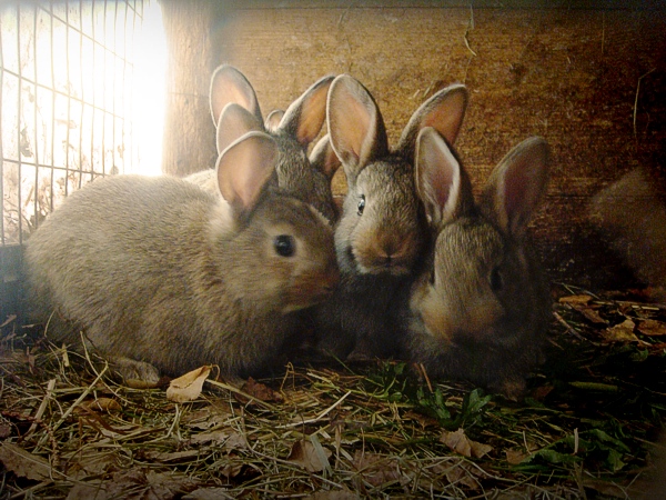 little brown rabbits